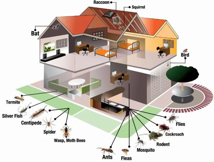 Pest-infestation-at-home
